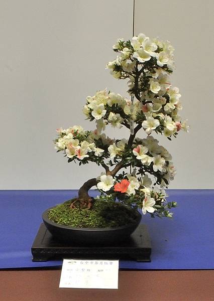 2025皋月杜鵑展_212.JPG