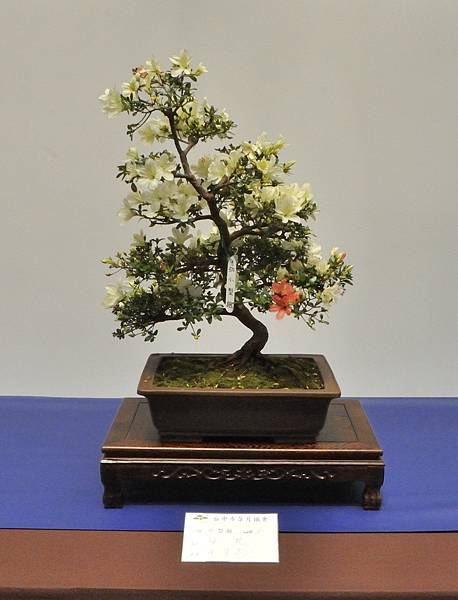 2025皋月杜鵑展_214.JPG