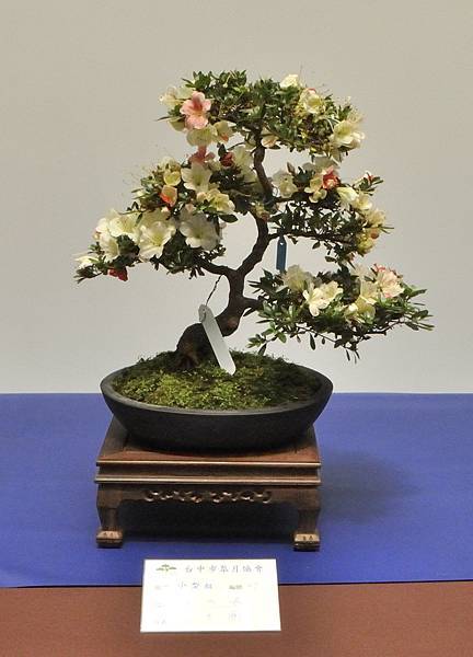 2025皋月杜鵑展_216.JPG