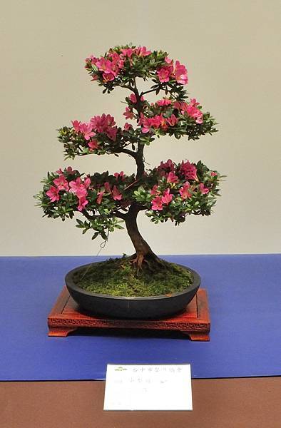 2025皋月杜鵑展_220.JPG