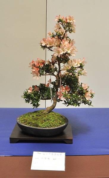 2025皋月杜鵑展_218.JPG