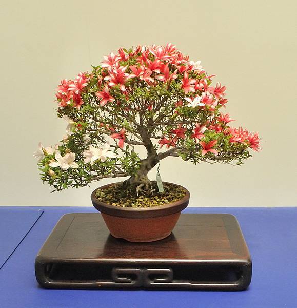 2025皋月杜鵑展_222.JPG