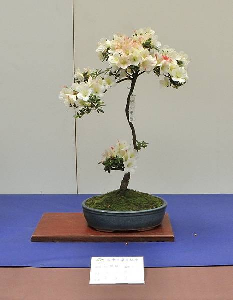 2025皋月杜鵑展_228.JPG