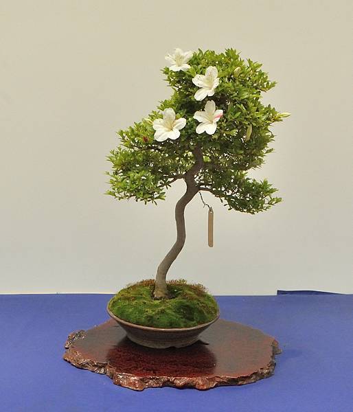 2025皋月杜鵑展_224.JPG