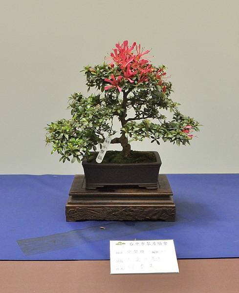 2025皋月杜鵑展_226.JPG