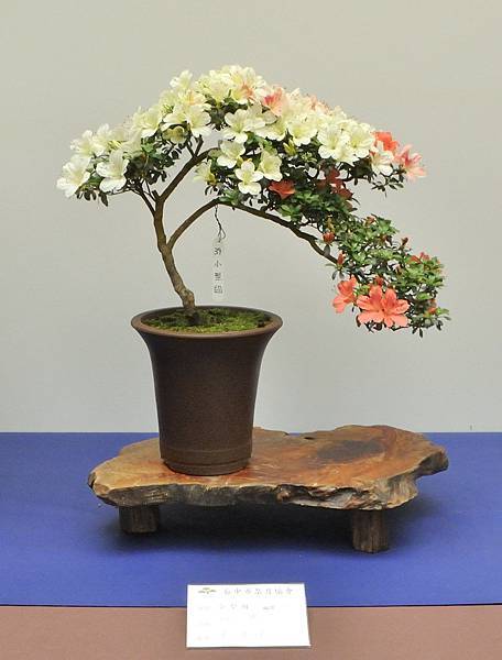 2025皋月杜鵑展_230.JPG