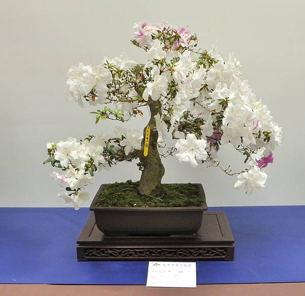 2025皋月杜鵑展_232.JPG