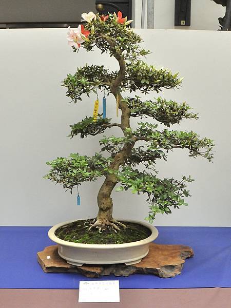 2025皋月杜鵑展_236.JPG