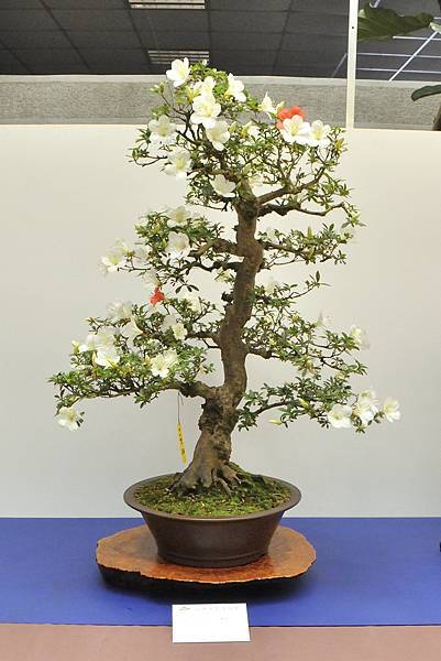 2025皋月杜鵑展_234.JPG