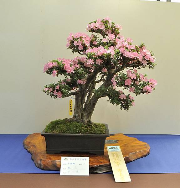 2025皋月杜鵑展_006.JPG