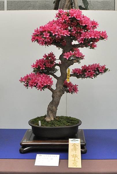 2025皋月杜鵑展_008.JPG