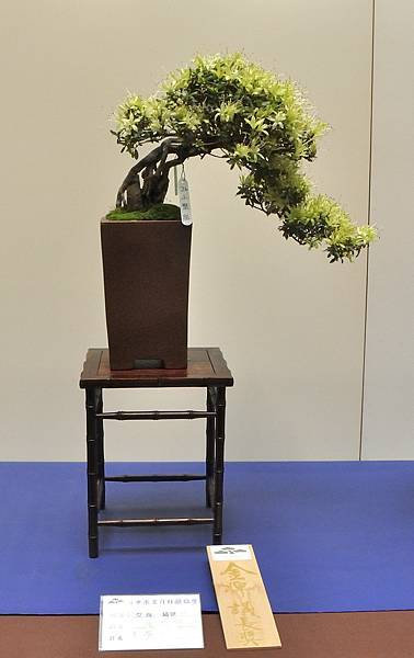 2025皋月杜鵑展_010.JPG