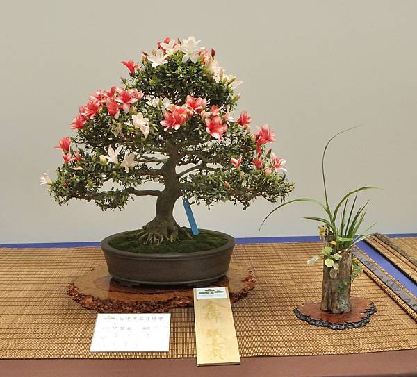 2025皋月杜鵑展_012.JPG