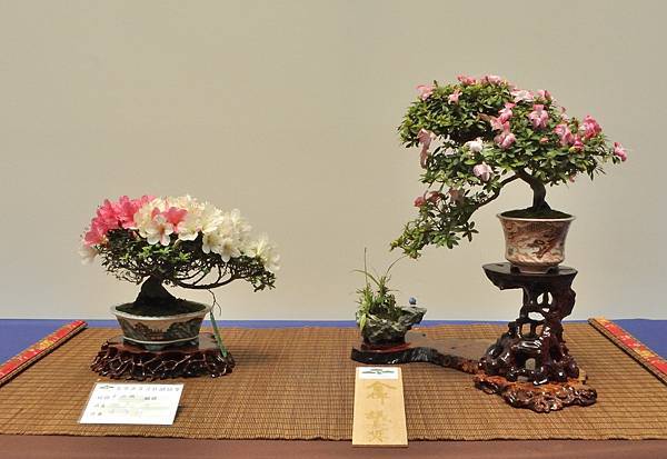 2025皋月杜鵑展_014.JPG