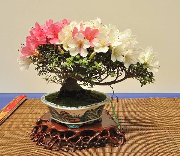 2025皋月杜鵑展_018.JPG