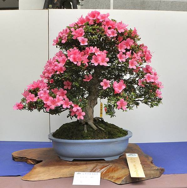 2025皋月杜鵑展_020.JPG
