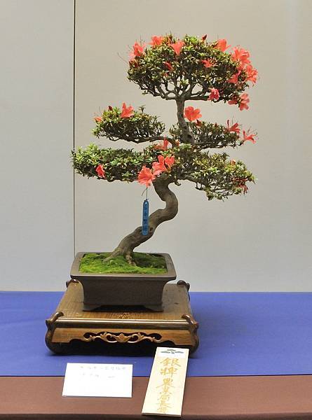 2025皋月杜鵑展_022.JPG