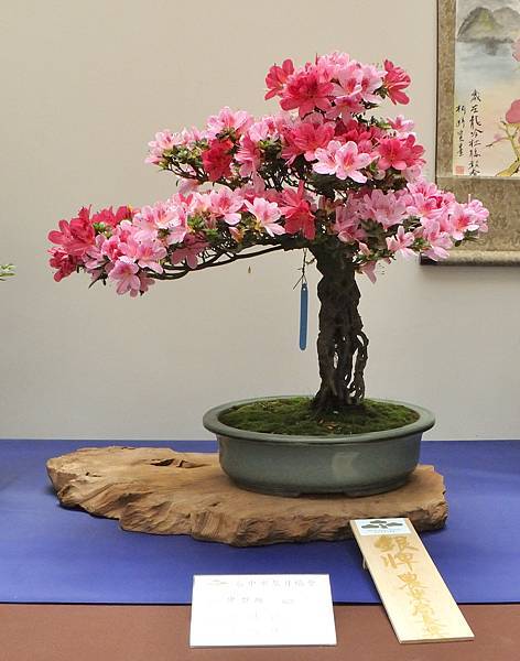 2025皋月杜鵑展_024.JPG