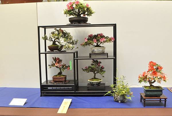 2025皋月杜鵑展_028.JPG