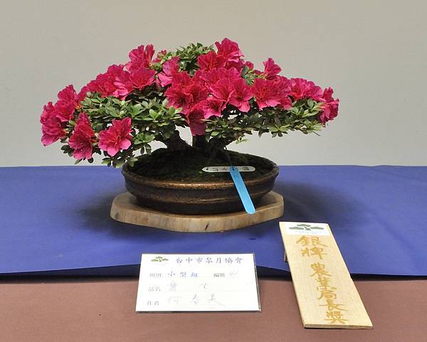 2025皋月杜鵑展_026.JPG