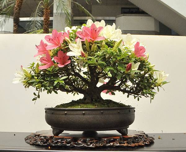 2025皋月杜鵑展_030.JPG