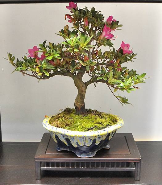 2025皋月杜鵑展_038.JPG