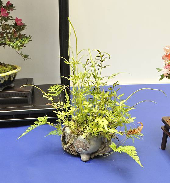 2025皋月杜鵑展_042.JPG