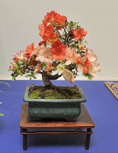 2025皋月杜鵑展_040.JPG