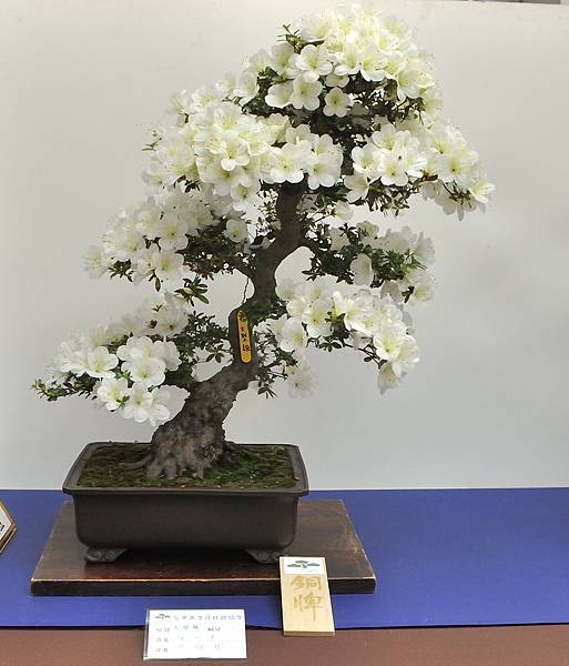 2025皋月杜鵑展_044.JPG