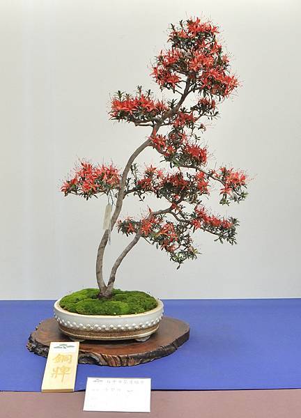 2025皋月杜鵑展_046.JPG