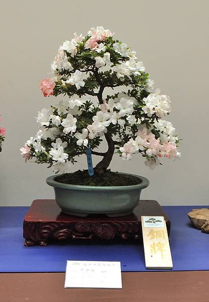 2025皋月杜鵑展_050.JPG