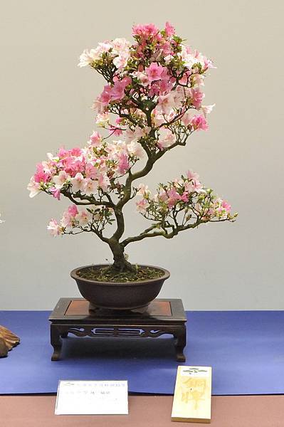 2025皋月杜鵑展_054.JPG