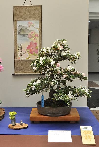 2025皋月杜鵑展_048.JPG