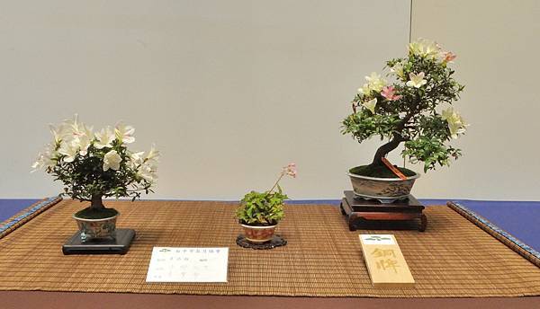 2025皋月杜鵑展_052.JPG