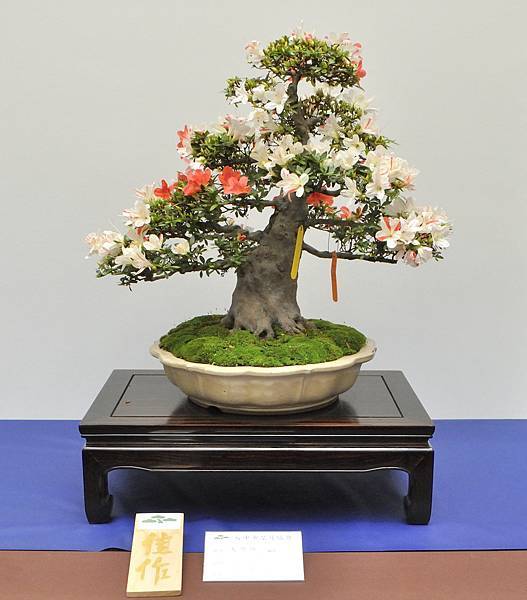 2025皋月杜鵑展_058.JPG