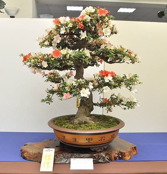 2025皋月杜鵑展_056.JPG