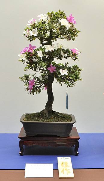 2025皋月杜鵑展_060.JPG