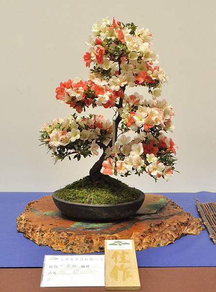 2025皋月杜鵑展_062.JPG