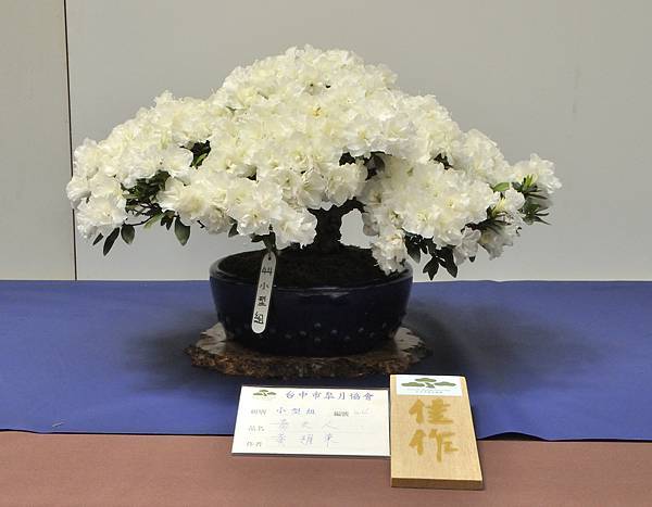 2025皋月杜鵑展_068.JPG