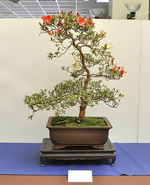 2025皋月杜鵑展_070.JPG