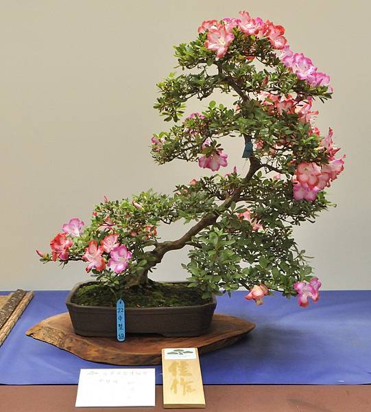 2025皋月杜鵑展_064.JPG