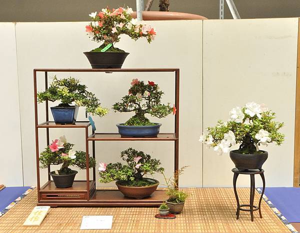 2025皋月杜鵑展_066.JPG