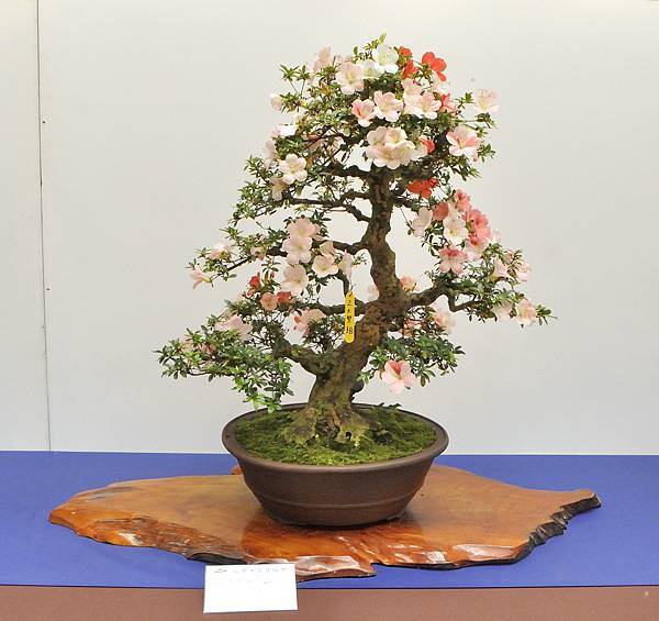2025皋月杜鵑展_072.JPG