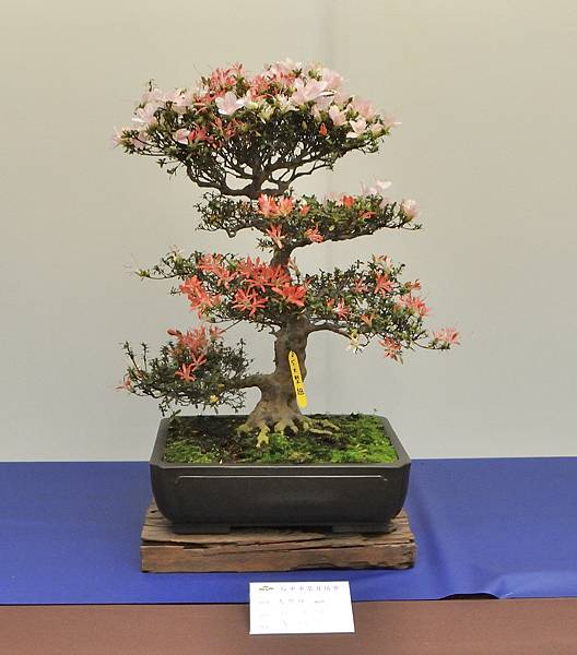 2025皋月杜鵑展_074.JPG