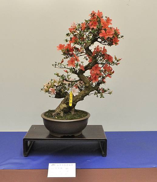 2025皋月杜鵑展_078.JPG