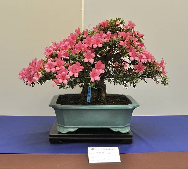 2025皋月杜鵑展_076.JPG