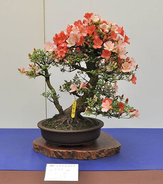2025皋月杜鵑展_080.JPG