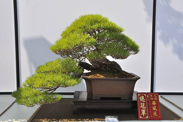 2025台中盆栽展_008.JPG