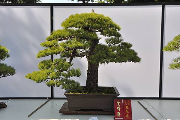 2025台中盆栽展_027.JPG