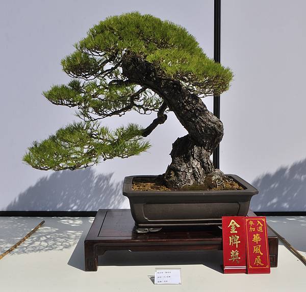 2025台中盆栽展_028.JPG